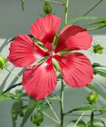 Porte Du Sud Les Sorinières